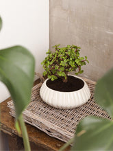 bonsai-de-jade-planta-de-la-suerte-suculentas-cuidados-regalos-con-suculentas-regalos-para-hombres-regalo-de-condolencias-habibi-plantitas.jpg